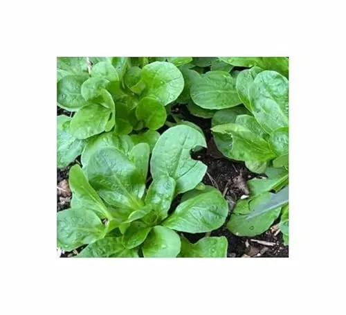 Stk - 2000 Korn Feldsalat Granon Garten Pflanzen - Samen F-S122 - Seeds & Plants Shop by Ipsa