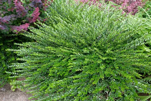 Lonicera pileata – Winterharte, Pflegeleichte Kriech-Heckenkirsche