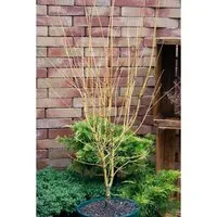 Acer palmatum 'Going Green' - Japanischer Fächerahorn - Ziergehölz mit leuchtend grünen Blättern, pflegeleicht und winterhart, ideal für asiatische Gärten und bienenfreundlich.