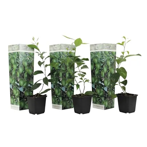 Plant in a Box - Citrus aurantifolia Limette - Zitronenbaum 3er Set - Obstsamen & -pflanzen, drei junge Citrus Pflanzen mit köstlichem Duft und frischen Limetten, ideal für Ihren Garten oder Balkon.