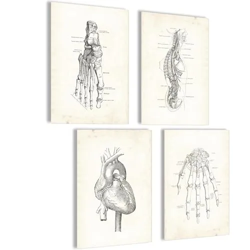 Mojoliving Skelett Anatomie Poster Set