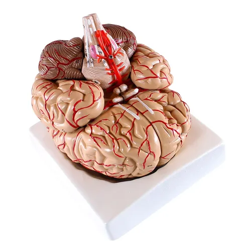 Gehirn Anatomie Modell lebensgroß 9-teilig mit Arterien - Detailreiches anatomisches Modell in hochwertigem PVC für die wissenschaftliche Ausbildung. Ideal für Schulen und Universitäten, um die menschliche Gehirnstruktur anschaulich darzustellen.