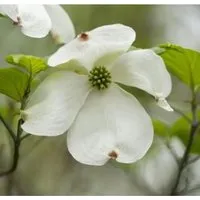 Produktbild Japanischer Blumenhartriegel Venus 60-80cm - Cornus kousa
