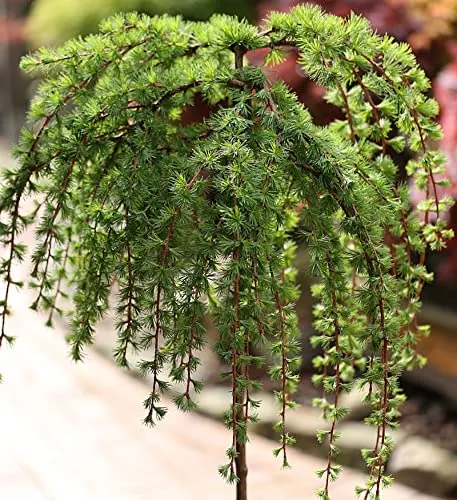 Hochstamm Japanische Lärche Stiff Weeper 80-100cm