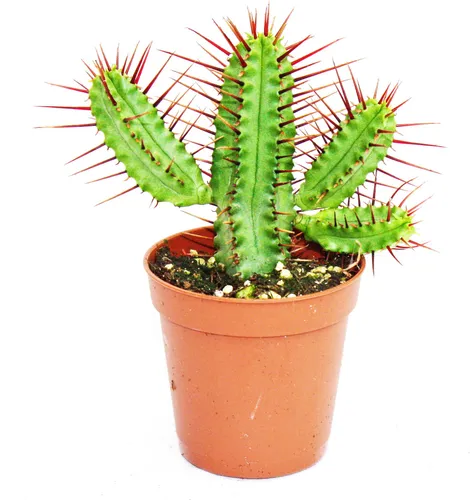 Euphorbia enopla – Rotstachel-Wolfsmilch – kleine Topfpflanze, 5,5 cm