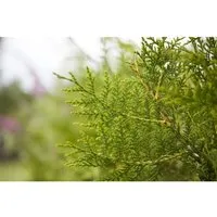 Thuja occ. King of Brabant - Immergrüner Lebensbaum - Ziergehölze: Der schnellwachsende Lebensbaum 'King of Brabant' überzeugt mit dichter, schmal-kegelförmiger Wuchsform und ist ideal für blickdichte Hecken und formale Sichtschutzanlagen.