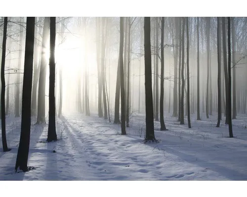 Fototapete Vlies 18340 Misty Winter Forest - 7-tlg. 350 x 260 cm - Wunderschöne Fototapete im Winterwald-Design, perfekt für jeden Raum und schafft eine gemütliche Atmosphäre.