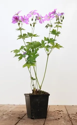Produktbild Geranium gracile 'Sirak' 9x9 cm Topf – Winterhart, Mehrjährig, Pflegeleicht – Storchschnabel – Staude für Beet & Rabatte