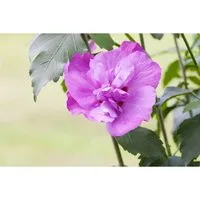 Hibiscus syriacus 'Purple Ruffles' - Lila Blühender Gehölz - Wunderschöner lila Hibiskus, ideal für sonnige, windgeschützte Standorte. Blüht von Juli bis September und bringt Farbe in jeden Garten.