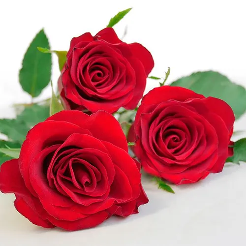 Braun & Company Servietten Motiv rot 33 x 33 cm - 20er Pack