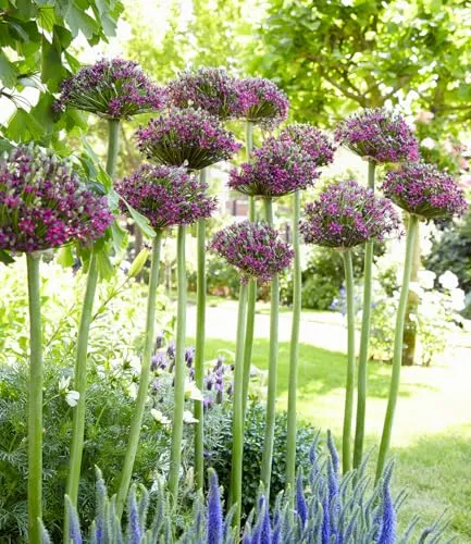 BALDUR-Garten Pflanzen von BALDUR-Garten