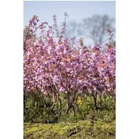 Prunus serrulata 'Kanzan', Japanische Blütenkirsche, rosa, 60–80 cm - Blumen & Stauden – Wunderschöne Japanische Blütenkirsche mit üppigen, duftenden rosa Blüten, ideal für Gärten und Parks, winterhart bis -20 °C und pflegeleicht.