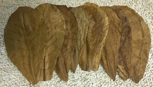 Seemandelbaumblätter 16cm - 20cm originale selbst getestete Catappa Leaves 10