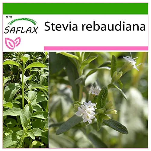 SAFLAX - Kräuter - Stevia Süßkraut - 100 Samen - Mit keimfreiem Anzuchtsubstrat - Stevia rebaudiana