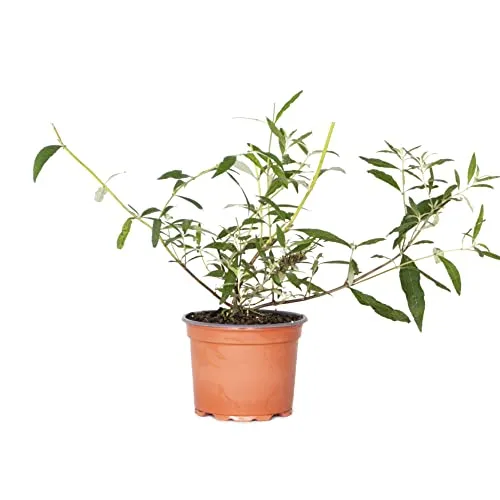 3x Buddleja Davidii 'Tricolor'