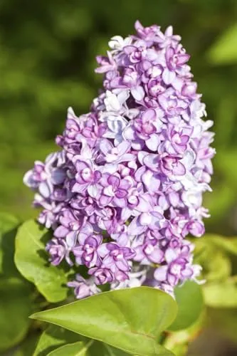 Syringa vulgaris - Duftender Flieder mit lila Blüten - Samen & Pflanzen von Hecken & Sträuchern, ideal für Hecken und Rabatten, bienenfreundlich und winterhart bis -25 °C, perfekt für Gartenanfänger.