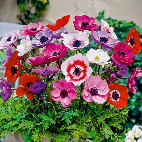 Bloomique - Mischung aus 50 - Anemone De Caen - Gartenanemone - Farbmischung - Blumenzwiebeln - Frühlingsblüte - mehrjährige Pflanzen - wird bis zu 20-25 cm groß