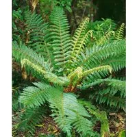 Polystichum Braunii Brauns Schildfarn Ca. 9x9 cm Topf