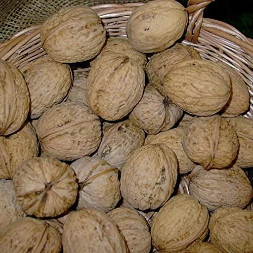 Walnuss Lara kompakte Sorte leicht zu knacken hoher Ertrag 80-120 cm 9,5 L Topfballen