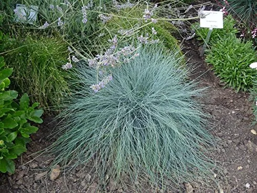 Blau Schwingel Festuca glauca 'Blue Select' 100 Samen