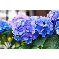 Hydrangea macrophylla 'Early Blue' in blau von Pflanzen für Dich