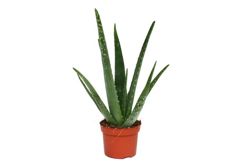 Exotenherz Sukkulente Aloe vera - ca. 3 Jahre alt - 12cm Topf