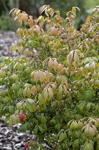 Euonymus alatus 'Compactus' – Pflegeleichter Flügel-Spindelstrauch für Sichtschutz