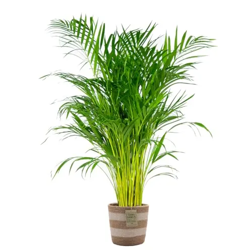 Bloomique - Dypsis Lutescens - Goldfruchtpalme - Areca Palme - Zimmerpflanzen - Pflegeleicht - Haustierfreundlich - Höhe 100-120 cm - Mit Jute Korb 21 cm