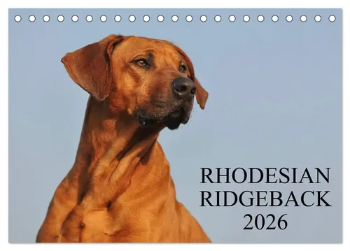 Sigrid Starick | Rhodesian Ridgeback 2026 (Tischkalender 2026 DIN A5 quer),...