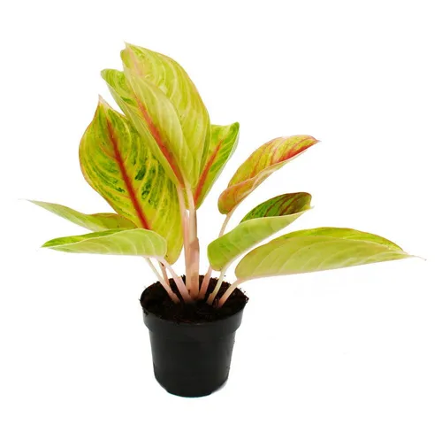 Exotenherz Zimmerpflanze Aglaonema Buntblättriger Kolbenfaden Ausgefallene Sorten 12cm