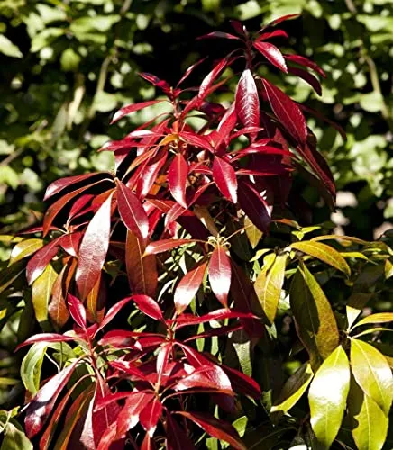 Pieris japonica 'Forest Flame' 30-40 cm – Winterhart, Immergrün, Mehrjährig – Japanische Lavendelheide – Zierstrauch für Kübel & Garten