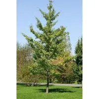 Ginkgo Biloba Fastigiata Säulenginkgo 150–175 cm - Hausbäume: Pflegeleichter Säulenginkgo mit leuchtend grünen Blättern, die im Herbst goldgelb strahlen. Ideal als Solitärpflanze oder für schmale Hecken, winterhart und schädlingsresistent.