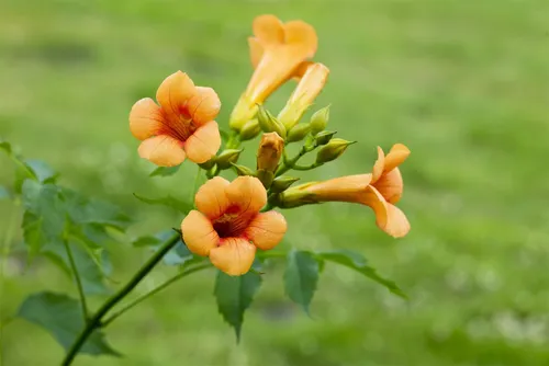 Campsis tagliabuana 'Madame Galen' Trompetenblume