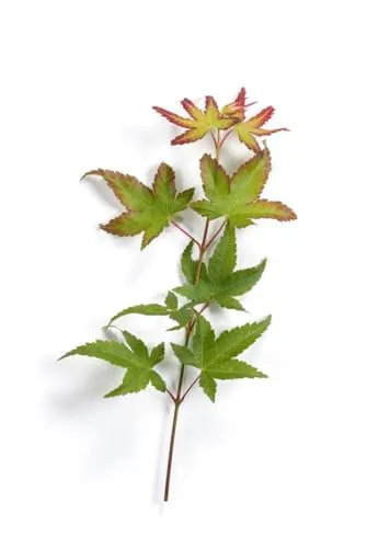 Acer palmatum 'Herhaim' – Japanischer Ahorn 80–100 cm - Winterharter, mehrjähriger und pflegeleichter Japanischer Ahorn, ideal für Kübel und Garten. Filigrane Blätter mit intensiver Herbstfärbung, perfekt für dekorative Akzente.