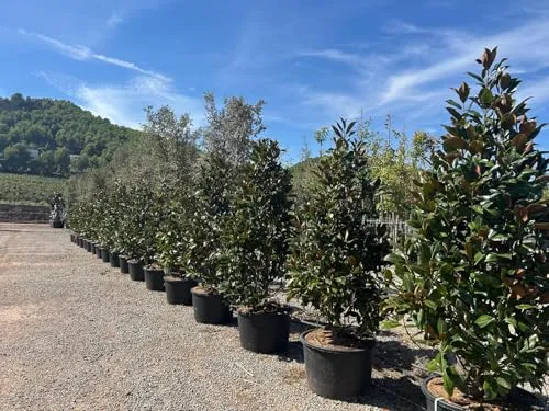 Sunny Tree in grün von Sunny Tree