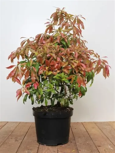 Pieris japonica 'Forest Flame' - Japanische Lavendelheide - Immergrüner Strauch mit leuchtend roten Neuaustrieben, ideal für Kübel oder Hecken. Blütezeit April-Mai, winterhart bis -20 °C und pflegeleicht, perfekt für schattige Standorte.