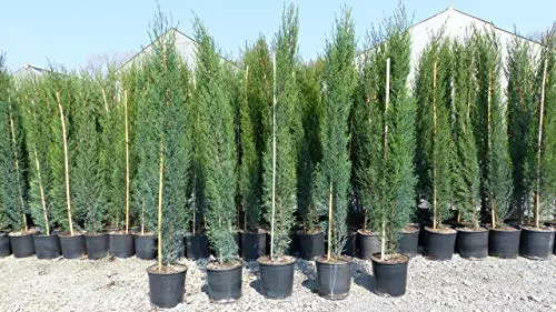 Mittelmeerzypresse 140-160 cm - Toskana Zypressen von gruenwaren - Säulenzypresse Cupressus Semper, winterhart bis -20°C. Ideal für Garten oder Kübel, mit einer Höhe von 140-160 cm ein echter Hingucker. Premiumqualität von gruenwaren.