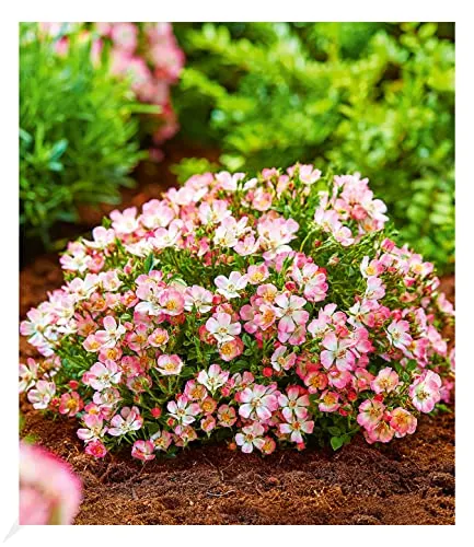 BALDUR Garten Alpin-Rose Cutie Pie®, 1 Pflanze, winterhart, wintergrün, kleine, stark duftende Rose, niedrig und kompakt, blühend, bienenfreundlich, Rosa