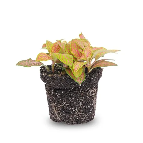 urbanjngl.com - Fittonia Orange - Pink - Ruby Lime - Mosaikpflanze