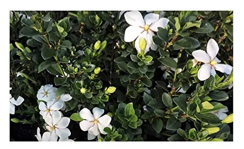 Stk - 10x Gardenia thunbergia Gardenie Strauch Garten Pflanzen - Samen B1508 - Seeds & Plants Shop by Ipsa