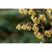 Produktbild Chimonanthus Praecox Winterblüte Gelb 60–80 cm