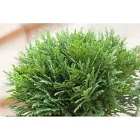 Thuja occidentalis 'Danica' 20-25 cm