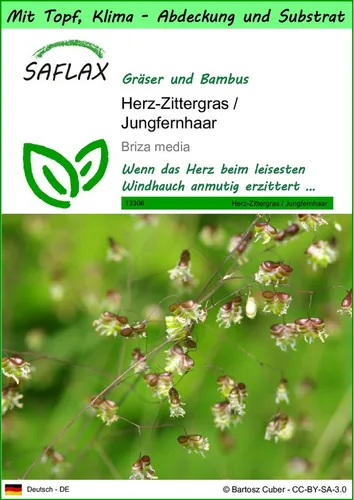 SAFLAX Blumensamen SAFLAX - Garden to go - Herz-Zittergras / Jungfernhaar