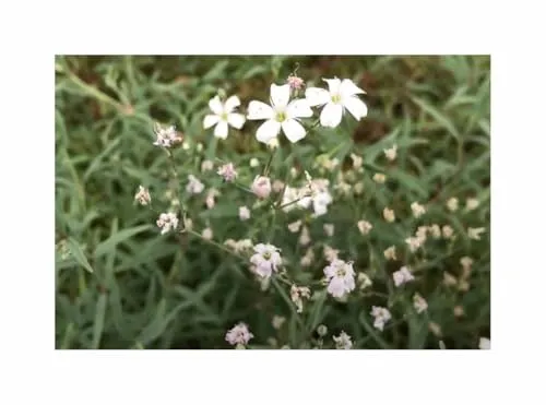 Schleierkraut einjährig Garten Pflanzen - Samen F-S589 - Seeds & Plants Shop by Ipsa 1,5 g