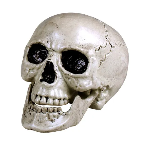 Produktbild Schädel Maxilla mit beweglichem Gebiss