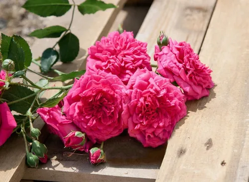 Pflanzen für Dich Rose Rosa Laguna