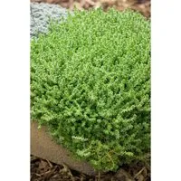 Sedum Acre Aureum Mauerpfeffer Gelb Ca. 9x9 cm Topf