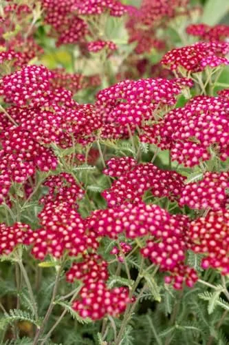 Achillea millefolium 'Velour' – Robuste Schafgarbe in Rosa - Die Schafgarbe 'Velour' begeistert mit samtigen Blütendolden und aromatischem Laub. Ideal für Beete, Kübel oder als Schnittblume. Pflegeleicht und blühfreudig, bringt sie Farbe und Struktur in Ihren Garten.