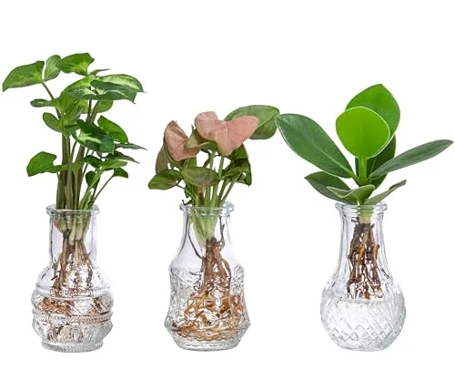 Dehner Waterplant Set: 3-teiliges Wasserpflanzen-Set in Vasen - Blumen & Pflanzen: Pflegeleichtes Trio aus Balsamapfel 'Princess', Purpurtute 'Arrow' und 'Neon Robusta' in stilvollen Glasväschen - ideal für ein grünes Zuhause ohne Erde.