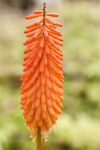 Kniphofia uvaria 'Alcazar' 11x11 cm Topf – Winterhart, Mehrjährig, Pflegeleicht – Fackellilie – Staude für Beet & Rabatte
